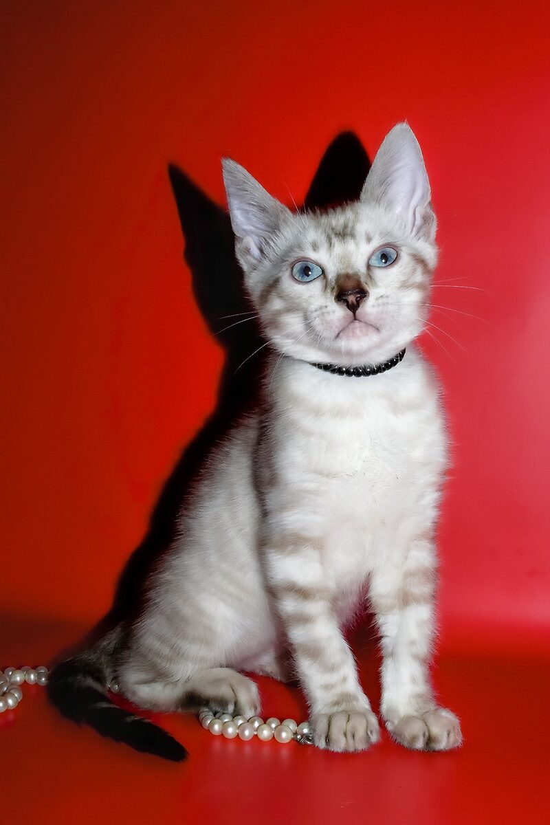 Bengal pedigree kitten UAE