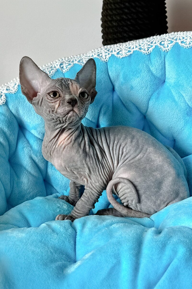 Sphynx pedigree kitten UAE