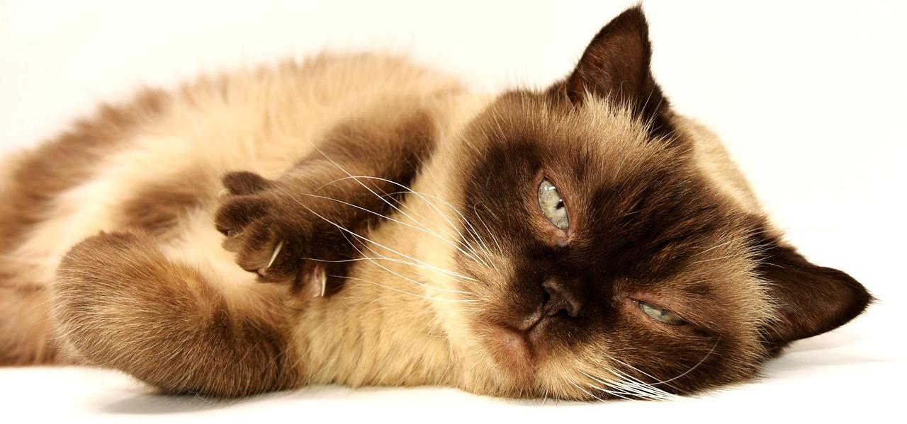 The British Shorthair Temperament: What Every Owner Should Know