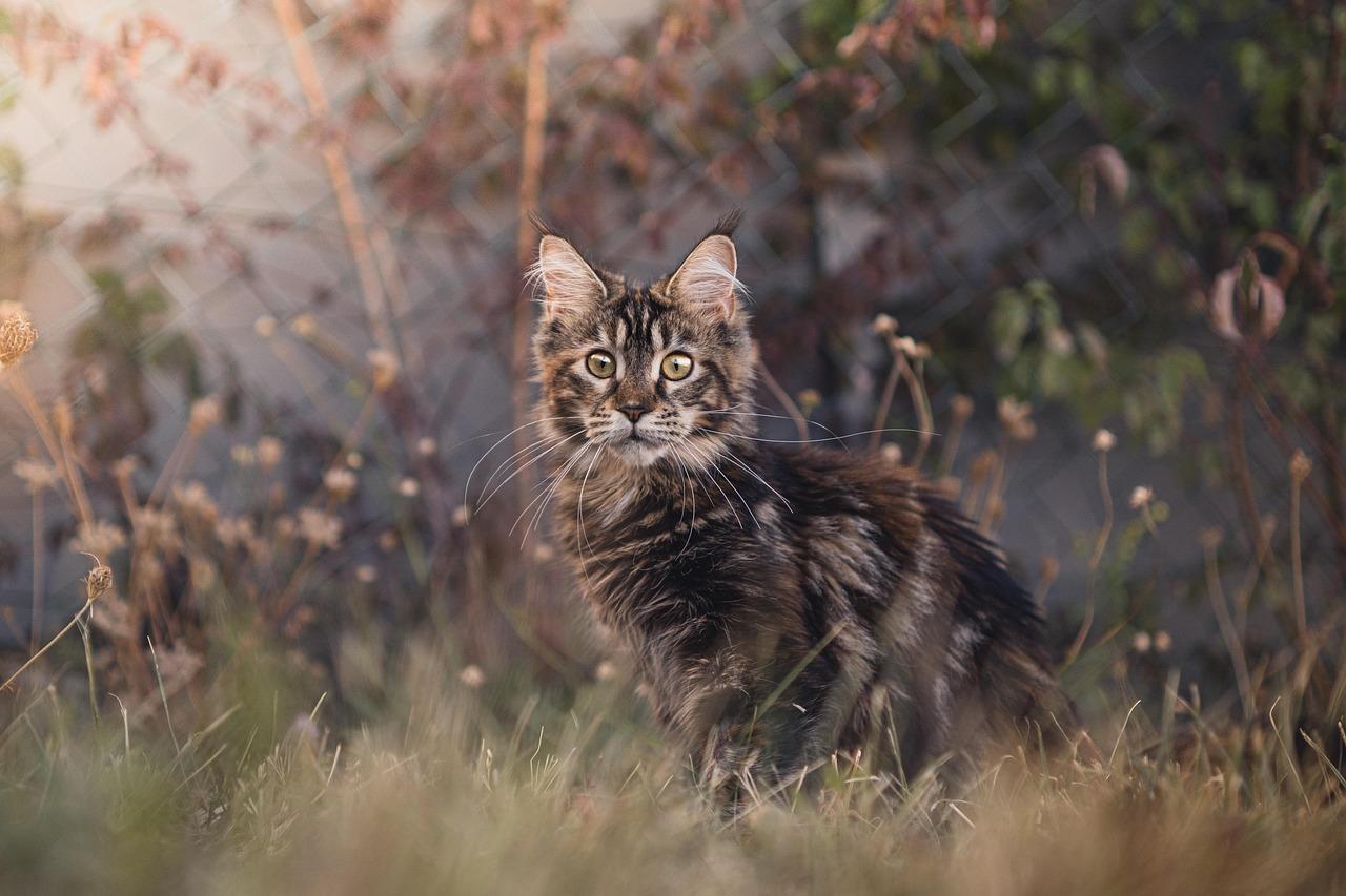 Maine Coon Care: A Complete Guide for New Owners