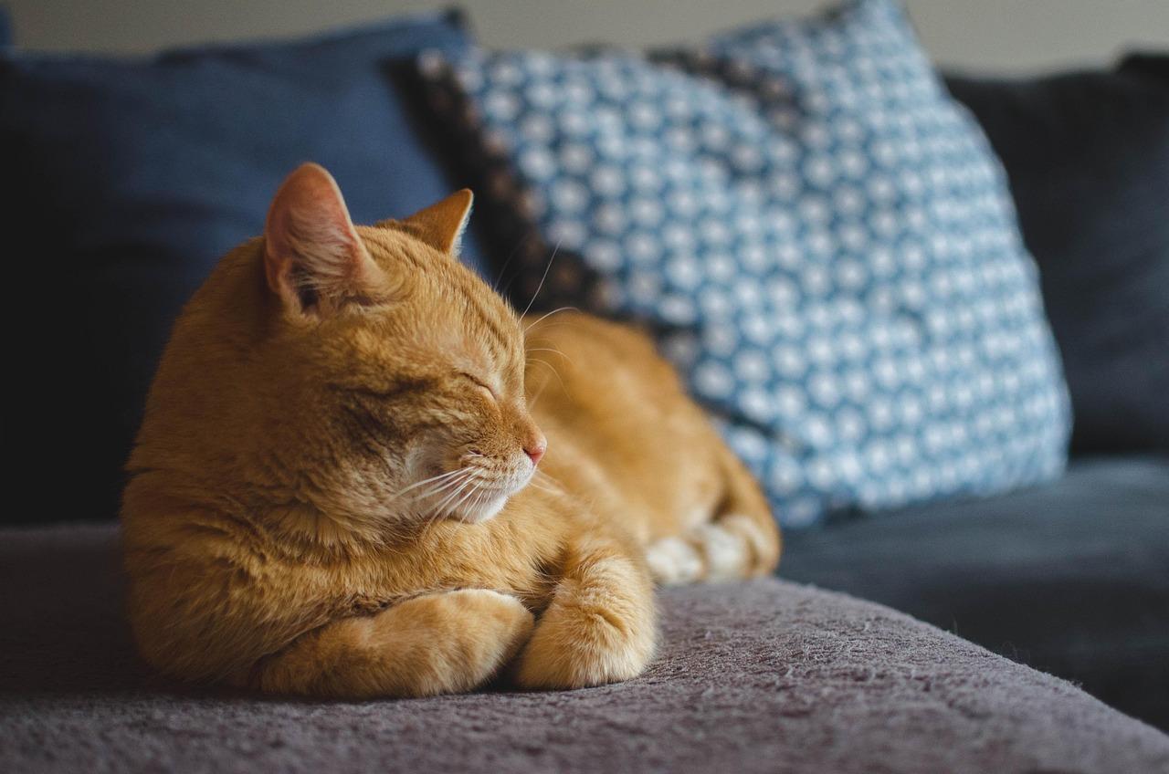 Persian Grooming Guide: Maintaining a Magnificent Coat