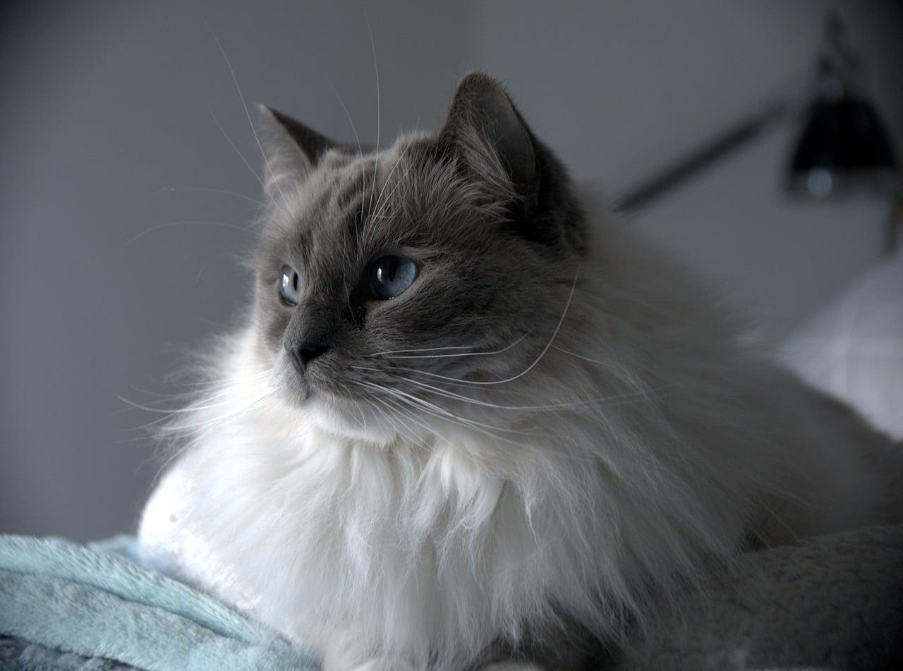 Ragdoll Personality Explained: The World's Most Devoted Cat