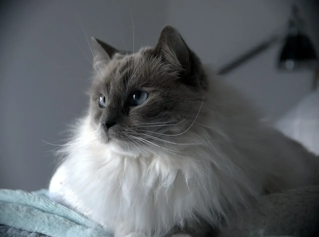 Ragdoll Personality Explained: The World's Most Devoted Cat