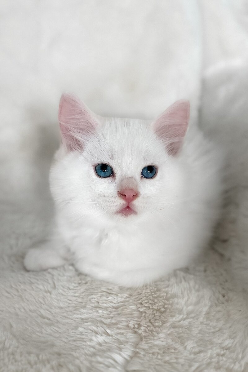 Sebastian, a Ragdoll kitten