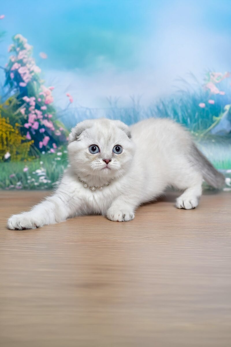 Theodore, a Scottish Fold kitten