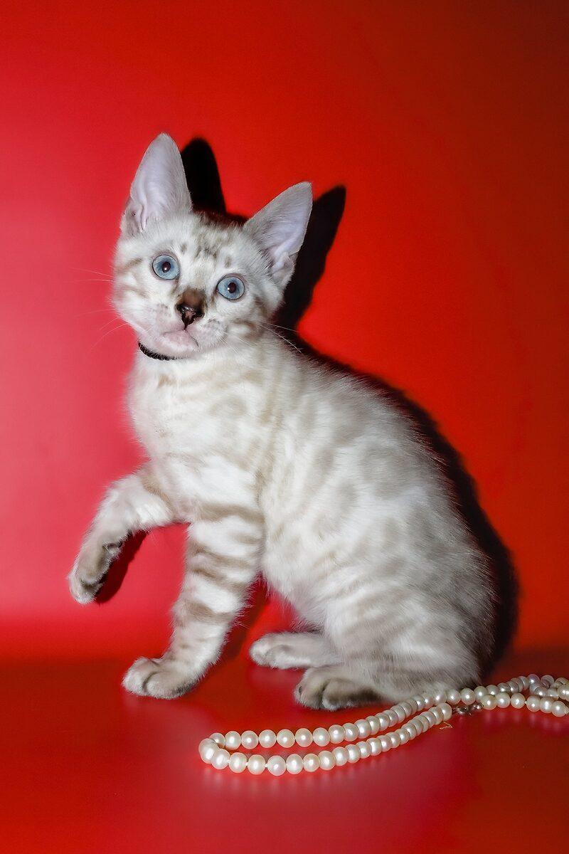 Bengal kitten Ace – side view showing coat and face