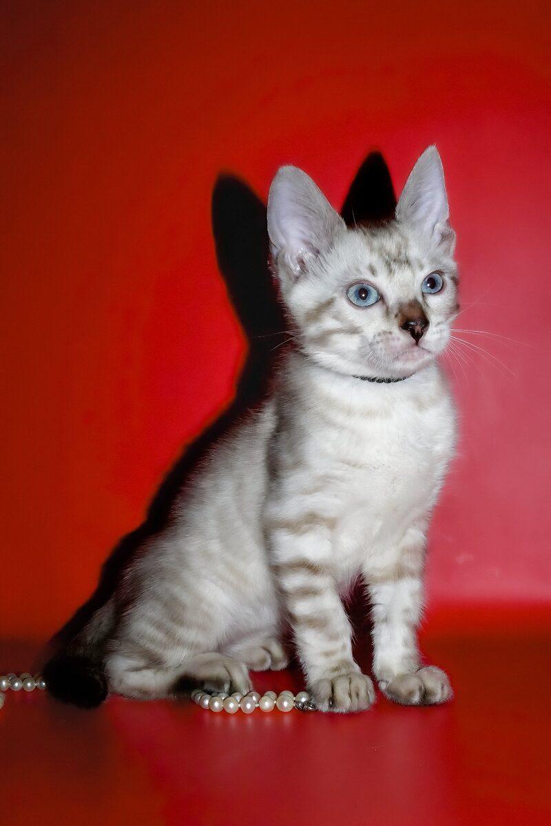 Ace the 13 weeks Bengal kitten sitting indoors