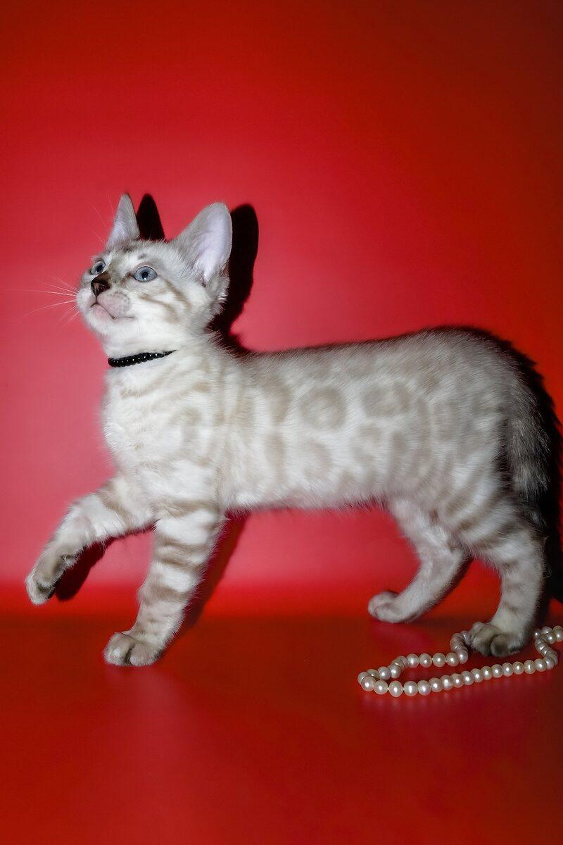 Close-up portrait of Ace, a Bengal kitten in Sharjah