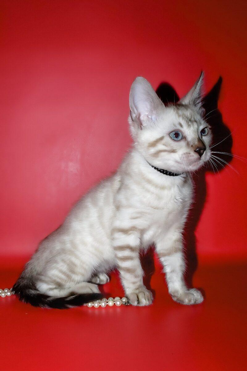 Ace the Bengal kitten – 13 weeks, available in the UAE