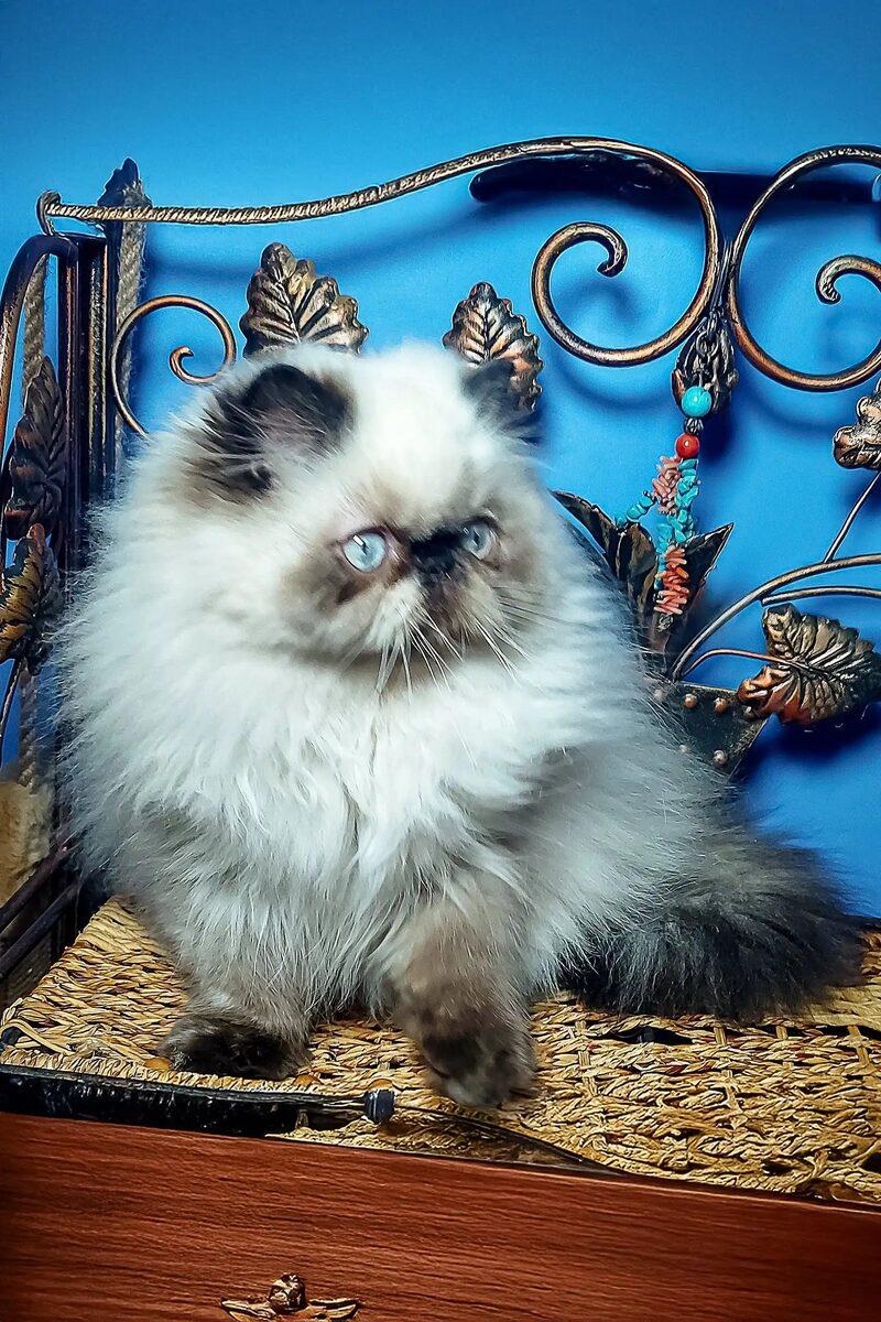 Persian kitten Arabella – side view showing coat and face