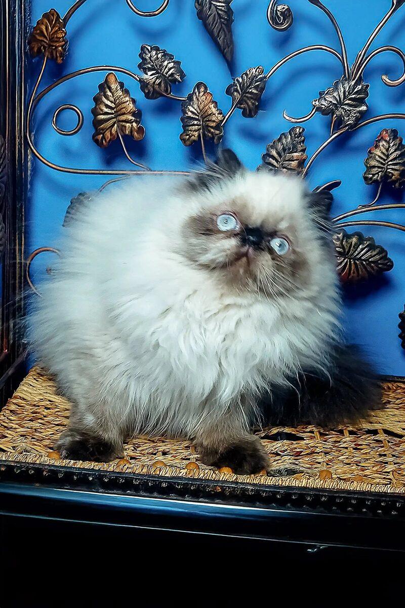 Arabella the 12 weeks Persian kitten sitting indoors