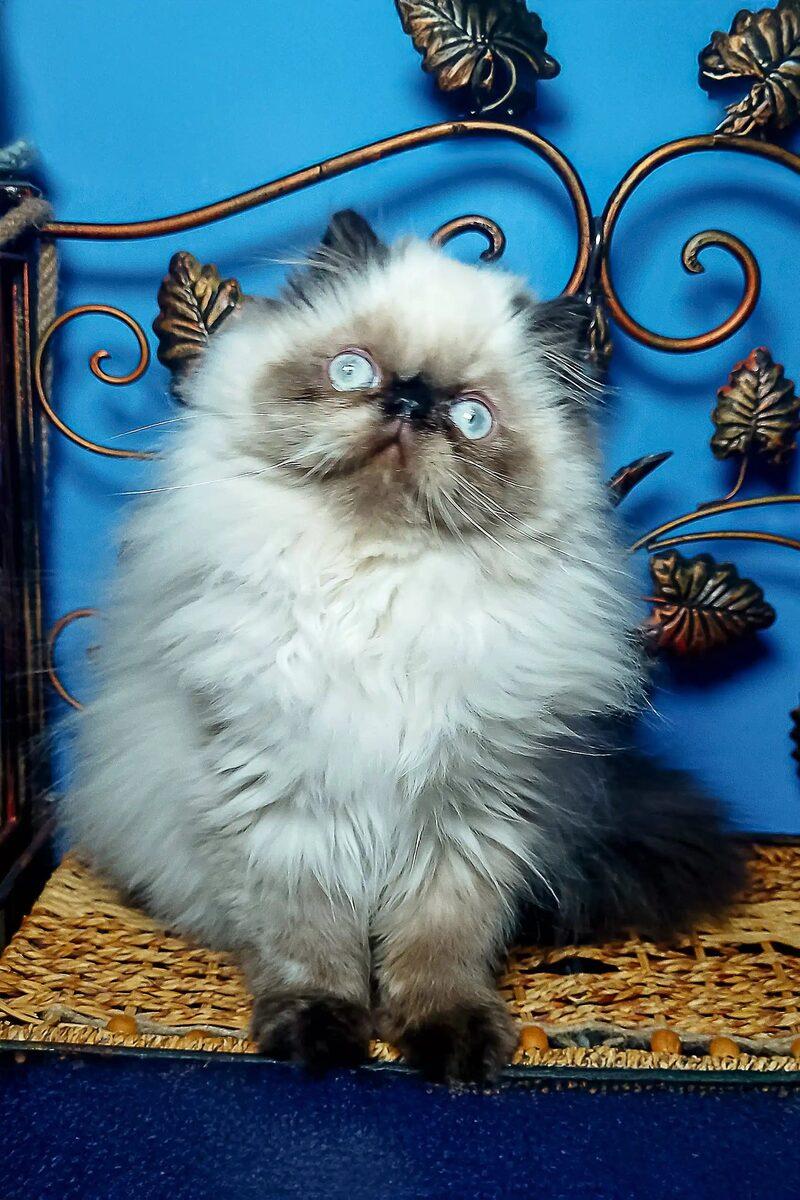 Close-up portrait of Arabella, a Persian kitten in Dubai