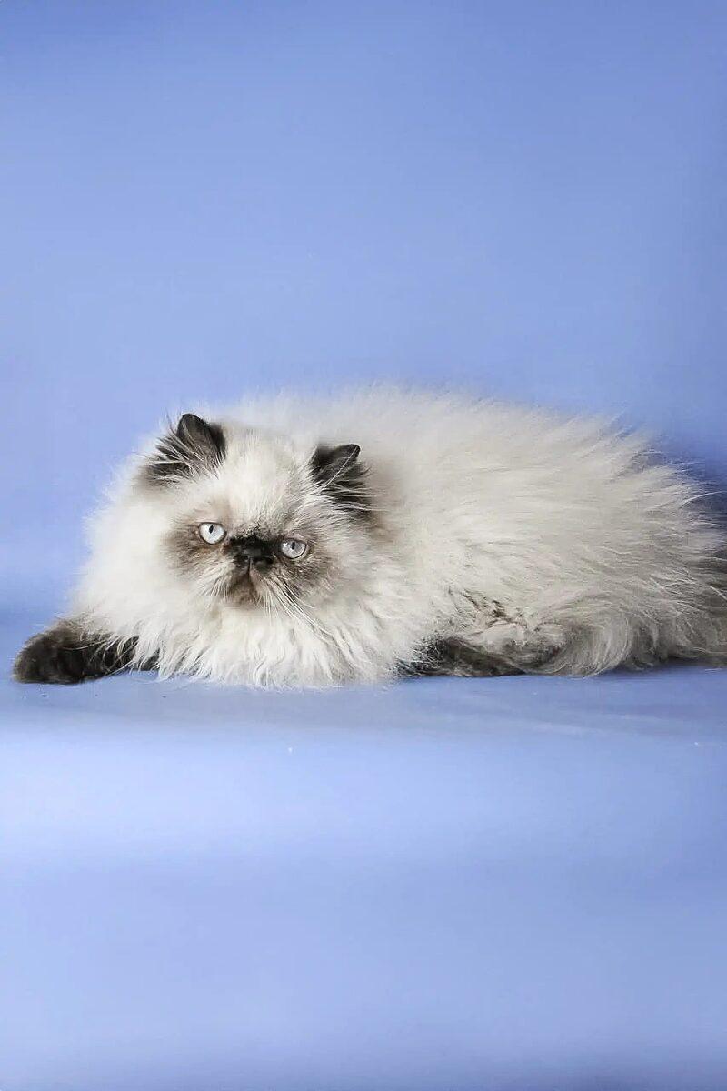 Arabella the Persian kitten – 12 weeks, available in the UAE