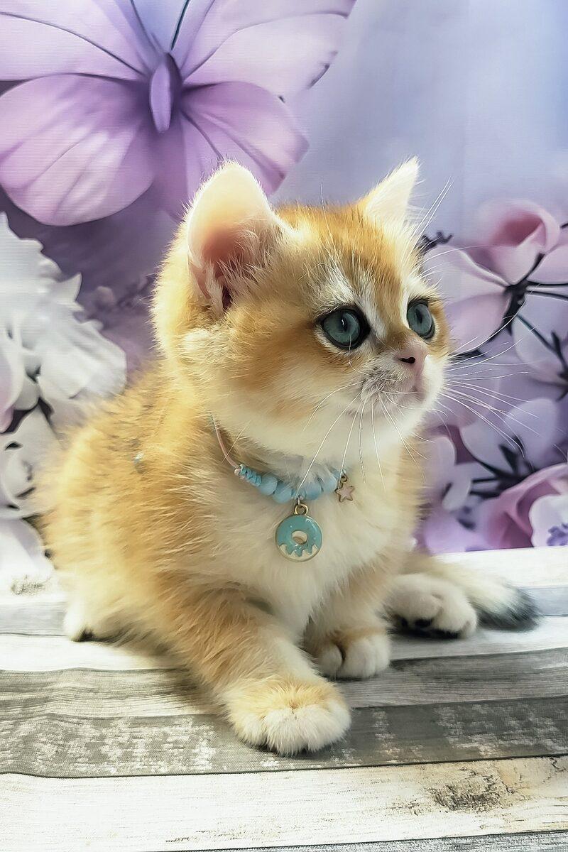 Archie the 13 weeks British Shorthair kitten sitting indoors
