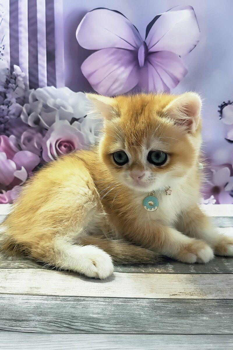 Close-up portrait of Archie, a British Shorthair kitten in Ajman