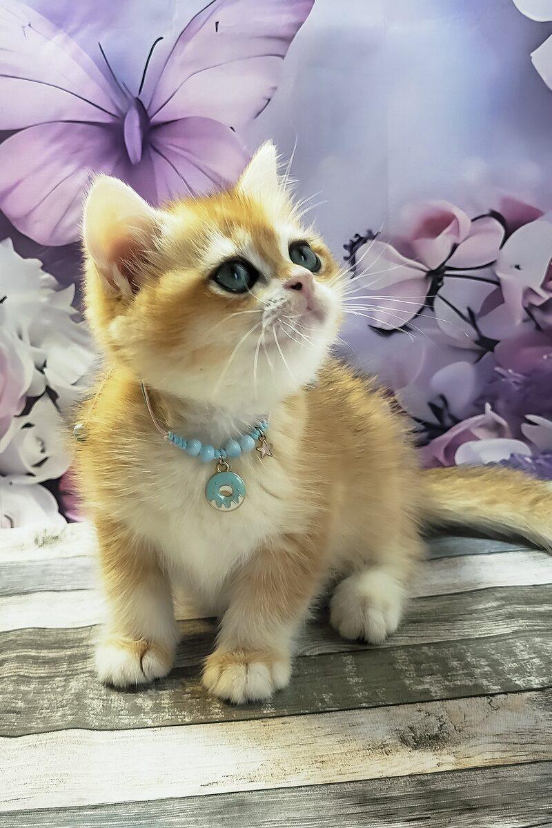 Archie the British Shorthair kitten – 13 weeks, available in the UAE