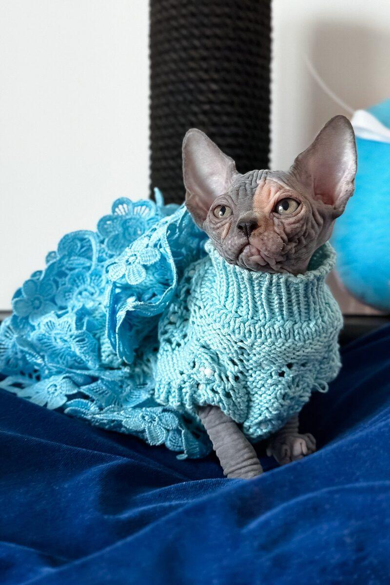 Sphynx kitten Athena – side view showing coat and face