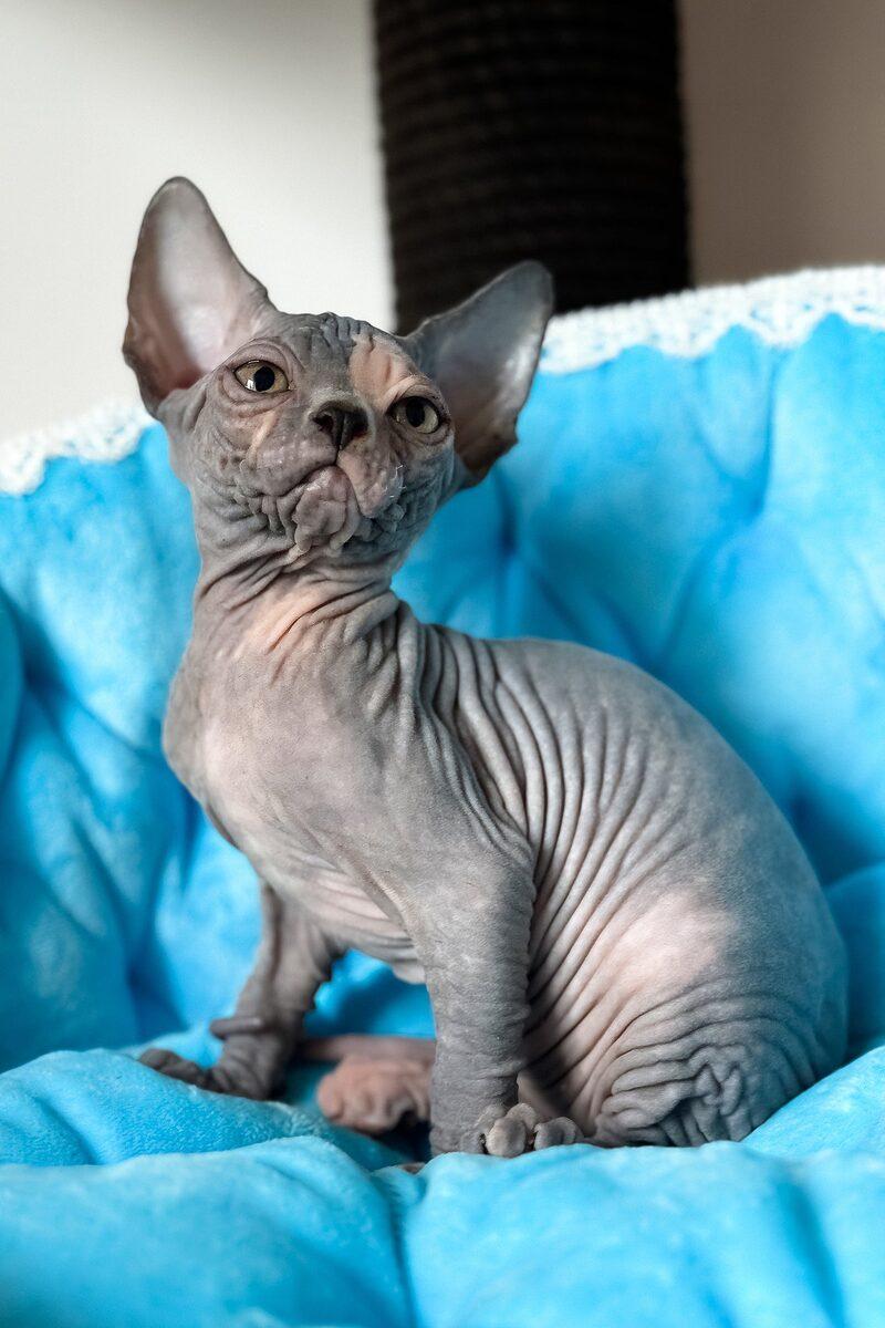Athena the 13 weeks Sphynx kitten sitting indoors