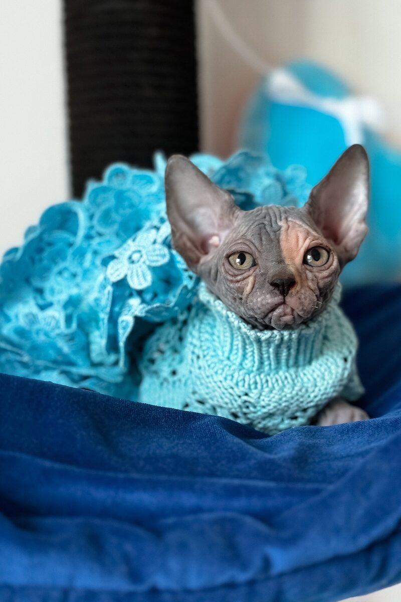 Close-up portrait of Athena, a Sphynx kitten in Dubai