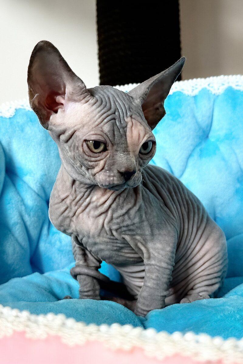 Athena the Sphynx kitten – 13 weeks, available in the UAE