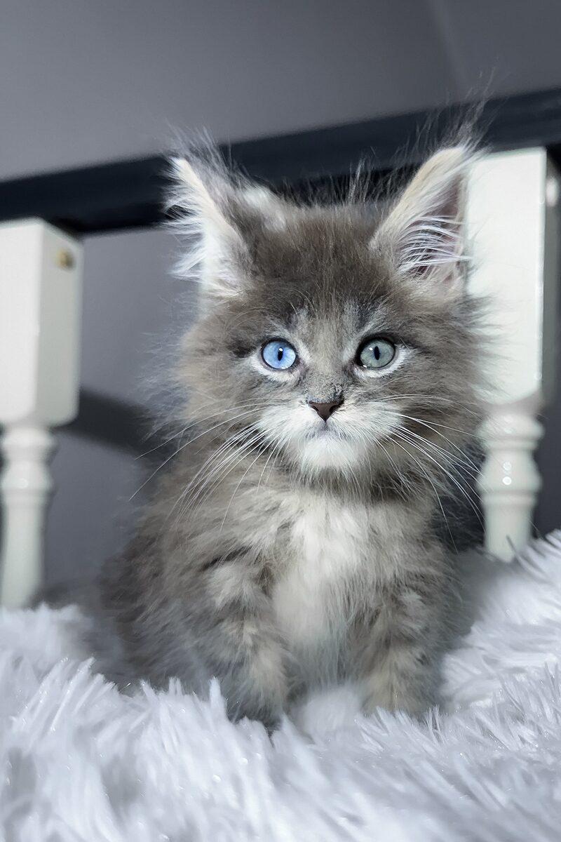 Atlas, a Maine Coon kitten