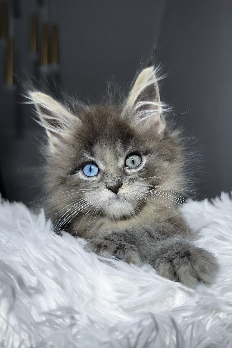 Maine Coon kitten Atlas – side view showing coat and face