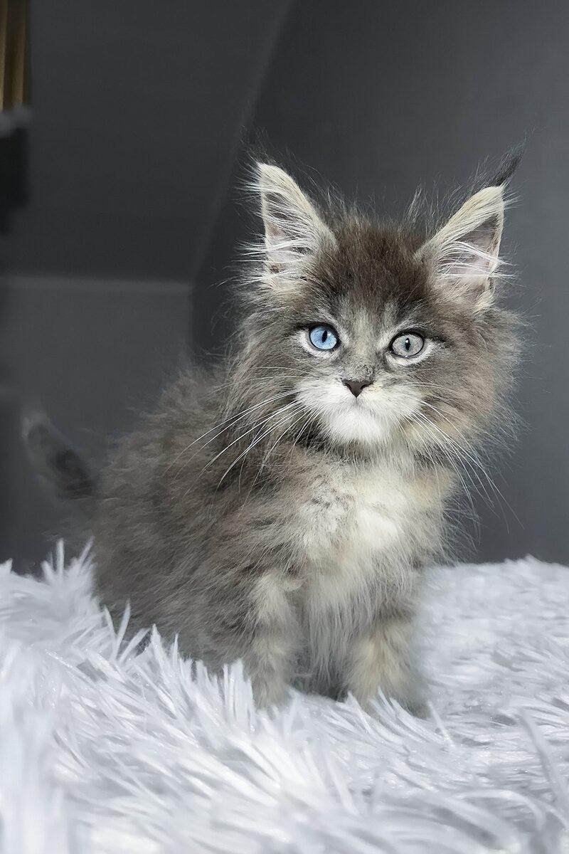 Atlas the 13 weeks Maine Coon kitten sitting indoors
