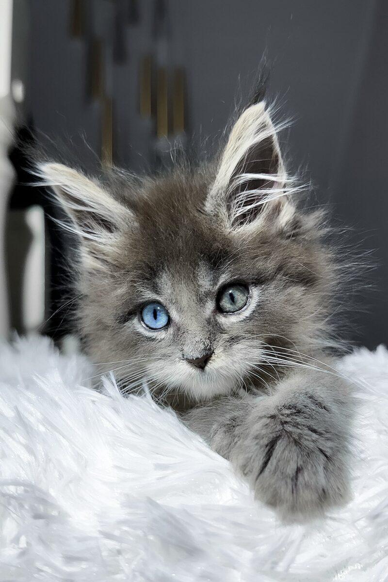 Close-up portrait of Atlas, a Maine Coon kitten in Dubai