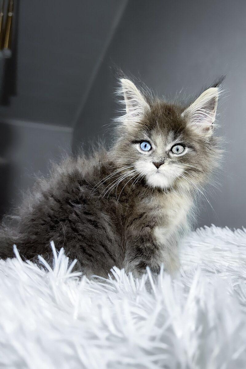 Atlas the Maine Coon kitten – 13 weeks, available in the UAE