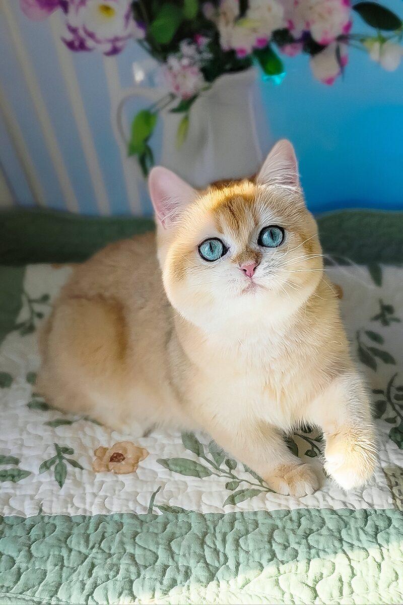 British Shorthair kitten Aurelia – side view showing coat and face