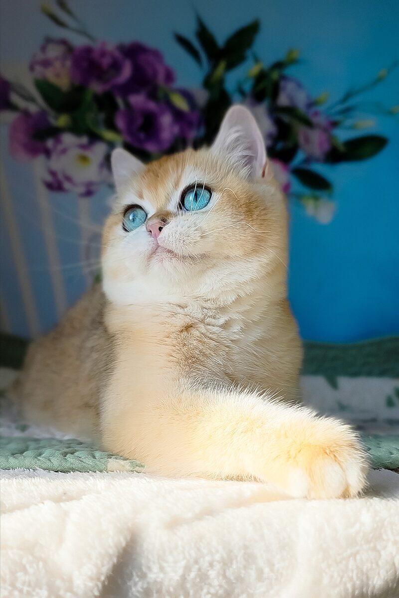 Aurelia the 12 weeks British Shorthair kitten sitting indoors