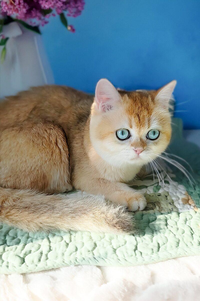 Close-up portrait of Aurelia, a British Shorthair kitten in Dubai