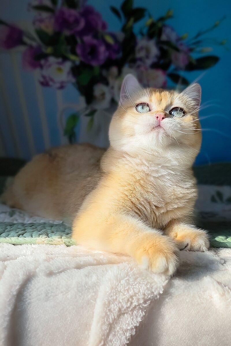 Aurelia the British Shorthair kitten – 12 weeks, available in the UAE