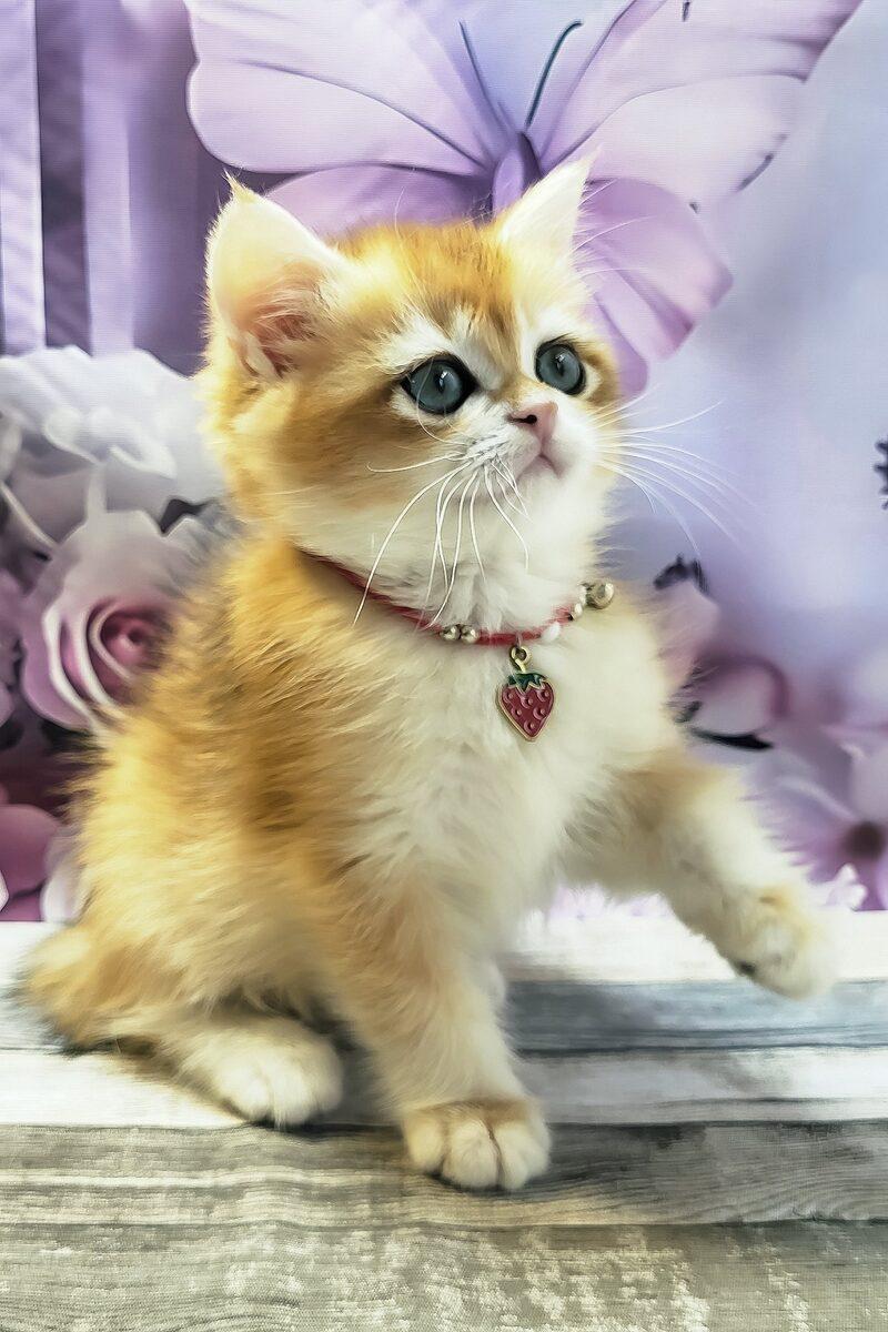 Bella the 11 weeks British Shorthair kitten sitting indoors