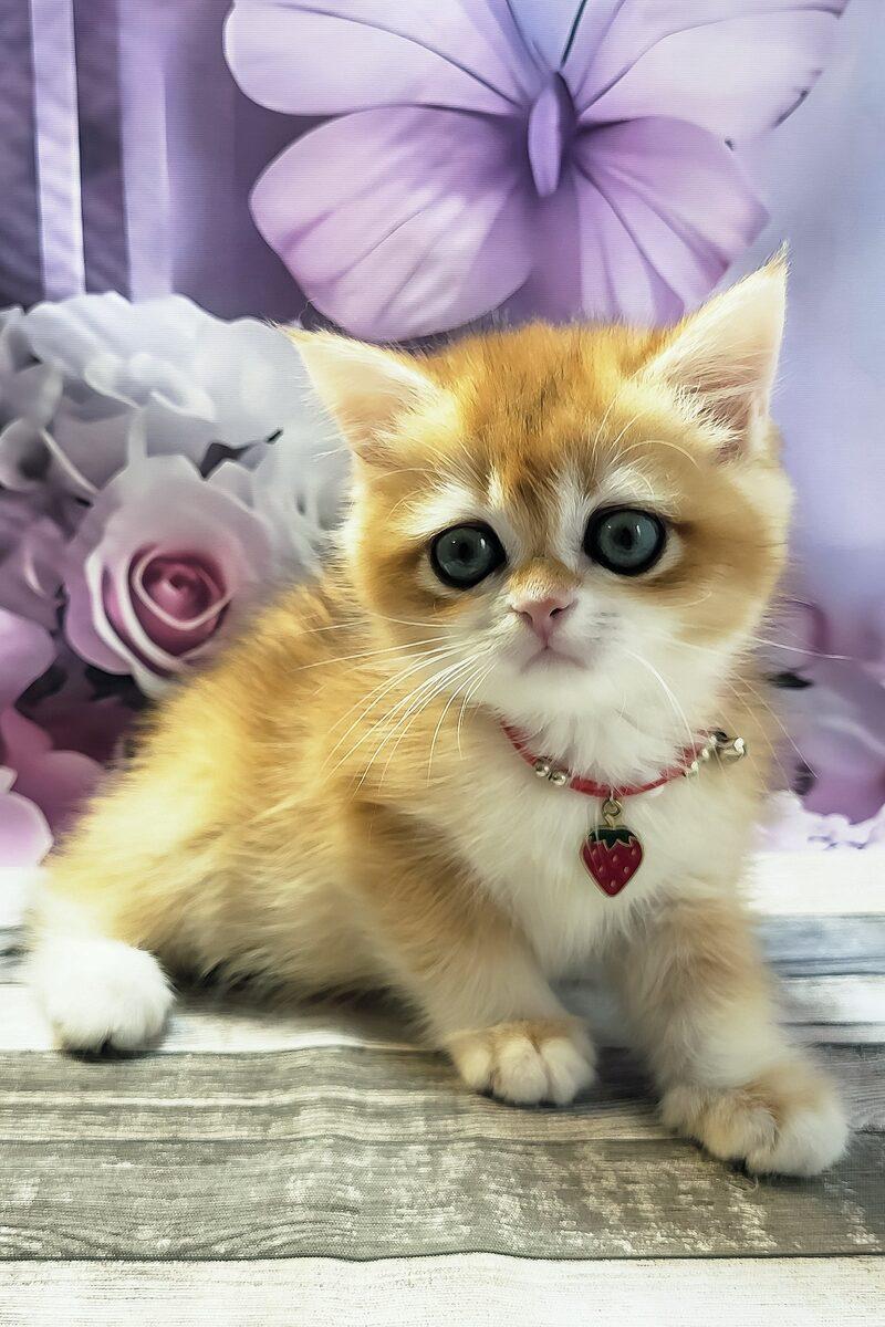 Close-up portrait of Bella, a British Shorthair kitten in Dubai
