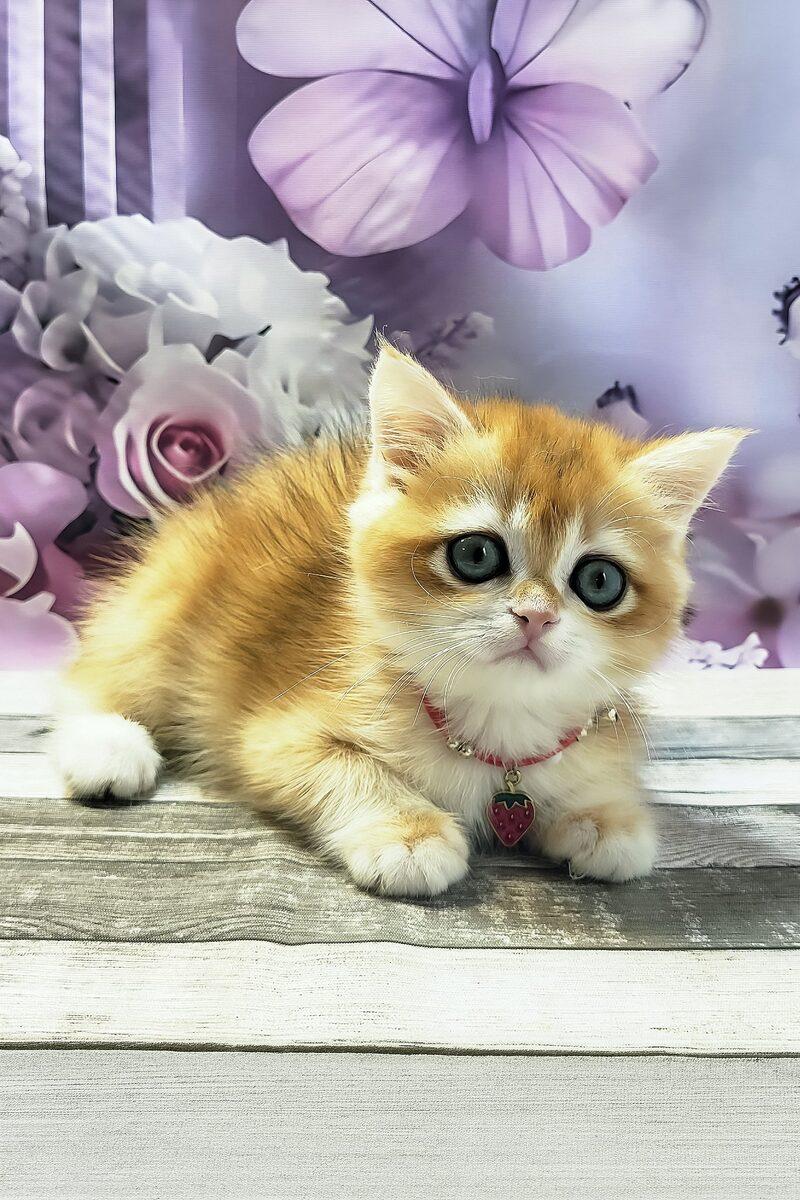 Bella the British Shorthair kitten – 11 weeks, available in the UAE