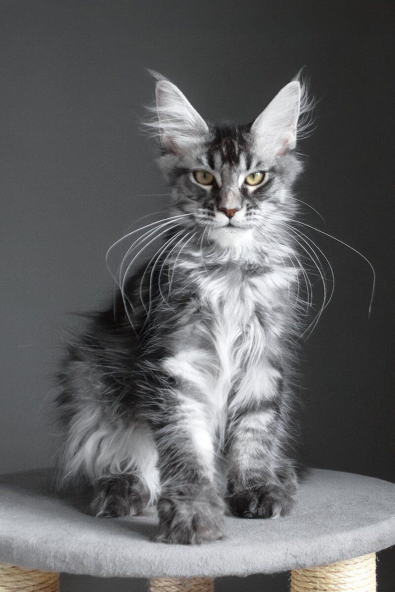 Bramwell, a Maine Coon kitten