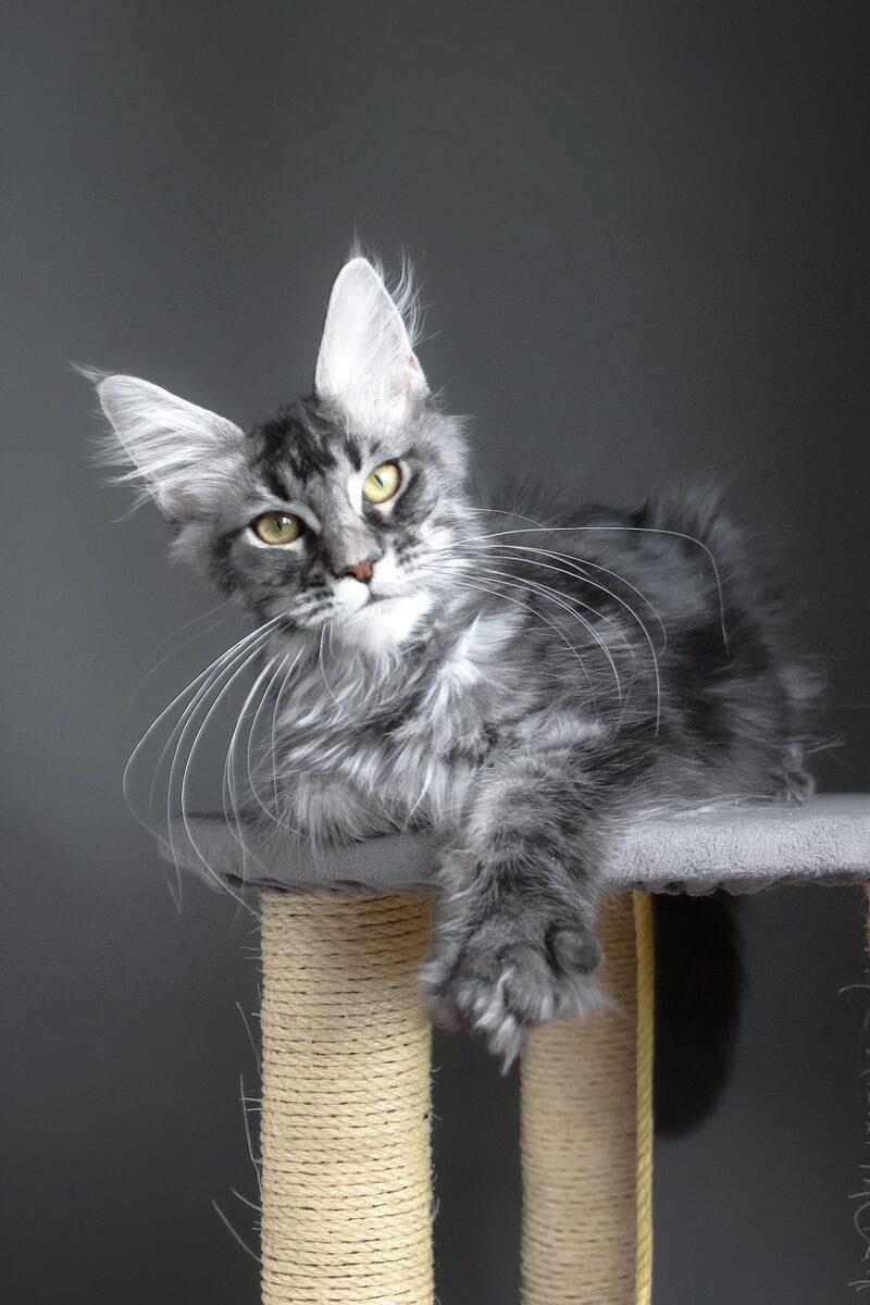 Maine Coon kitten Bramwell – side view showing coat and face