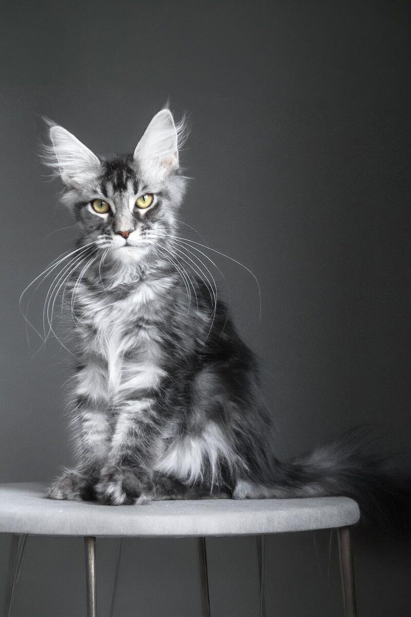 Bramwell the 12 weeks Maine Coon kitten sitting indoors