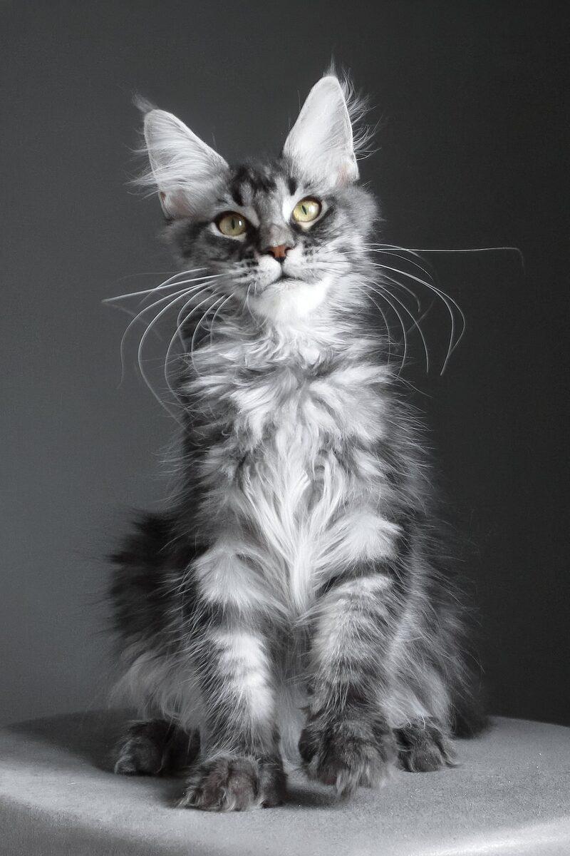 Close-up portrait of Bramwell, a Maine Coon kitten in Dubai