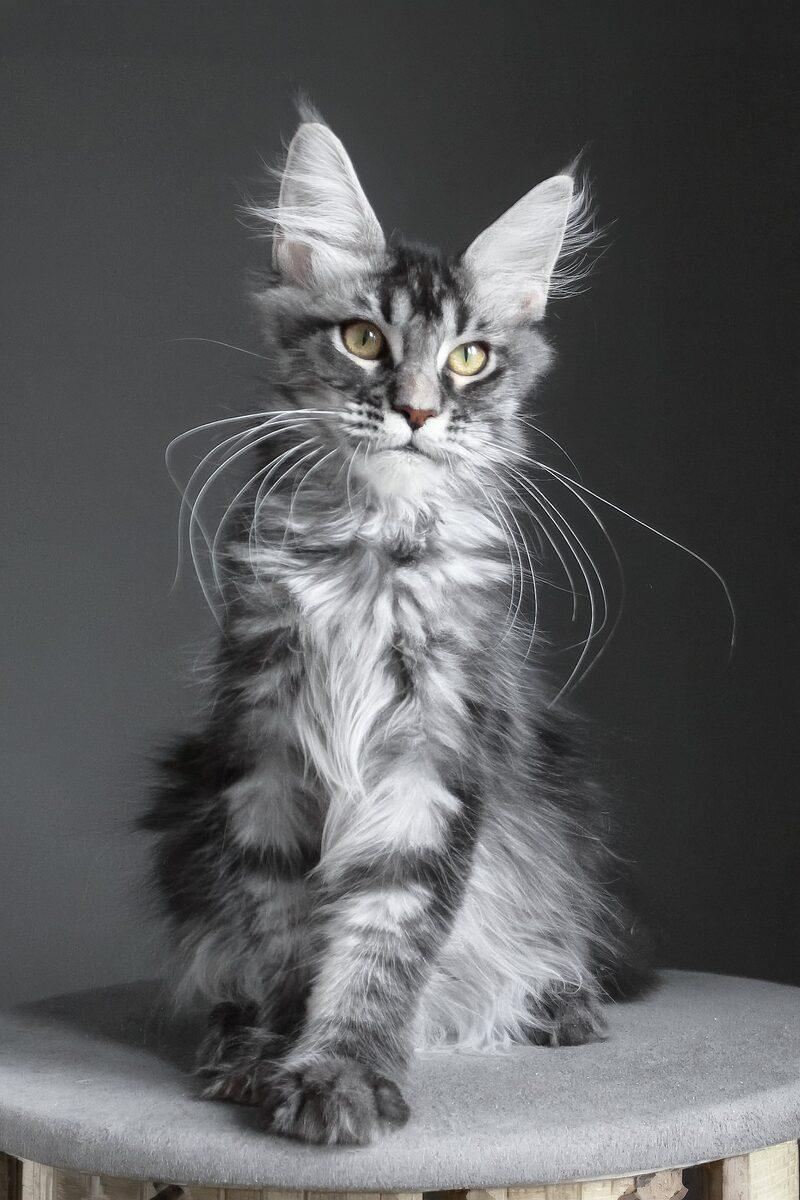 Bramwell the Maine Coon kitten – 12 weeks, available in the UAE