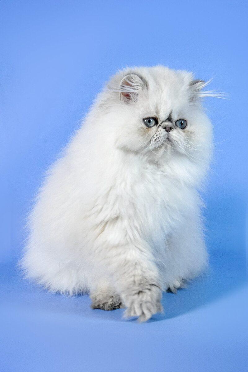 Persian kitten Cashmere – side view showing coat and face