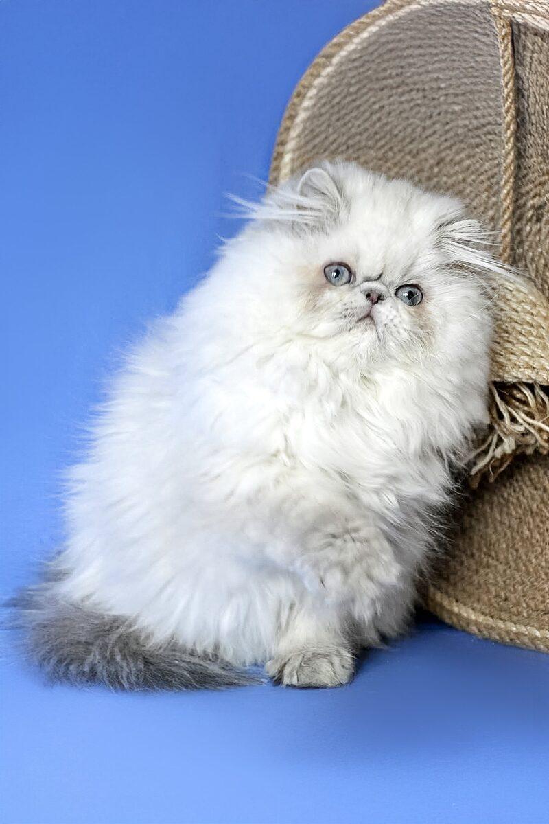 Cashmere the 14 weeks Persian kitten sitting indoors