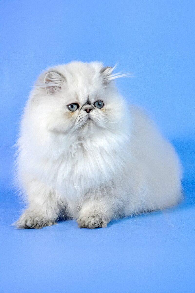 Close-up portrait of Cashmere, a Persian kitten in Dubai