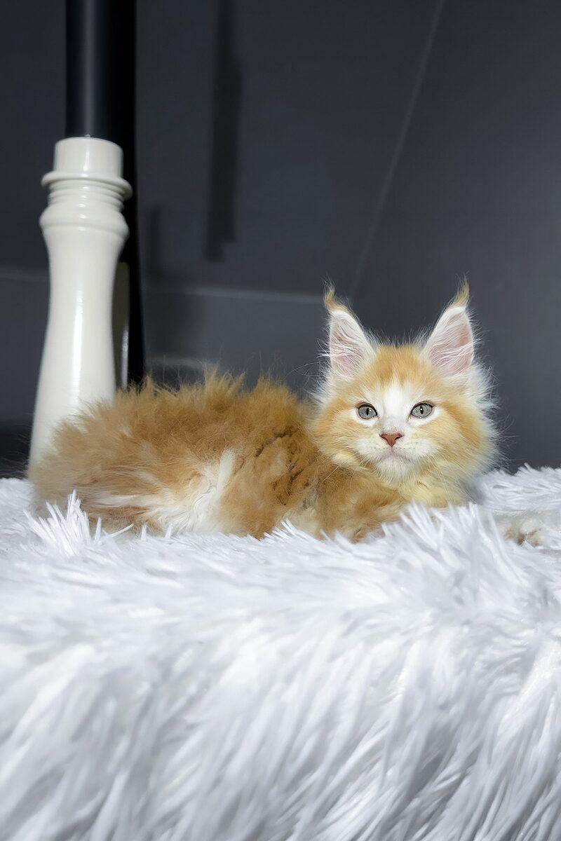 Caspian, a Maine Coon kitten