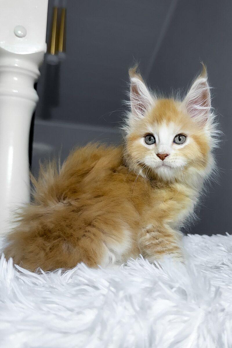 Maine Coon kitten Caspian – side view showing coat and face