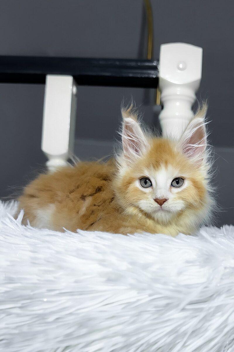 Caspian the 15 weeks Maine Coon kitten sitting indoors