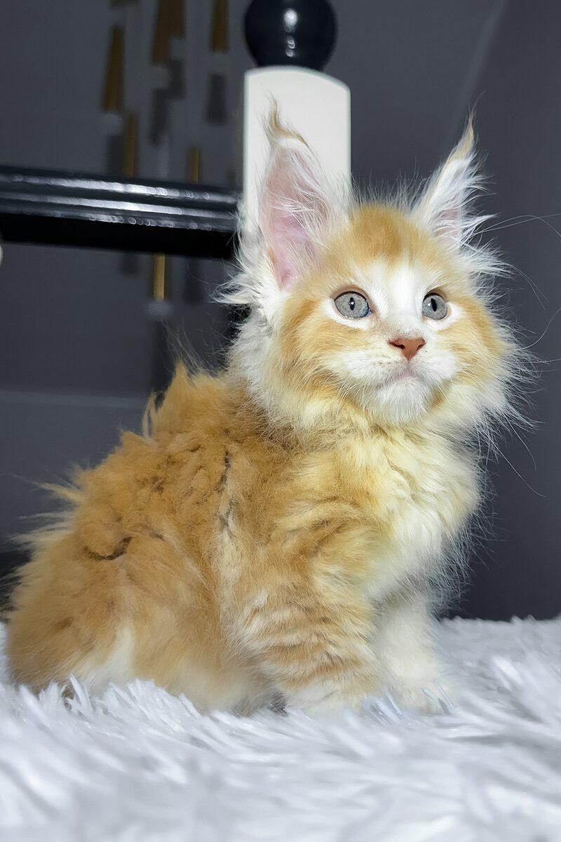 Close-up portrait of Caspian, a Maine Coon kitten in Abu Dhabi