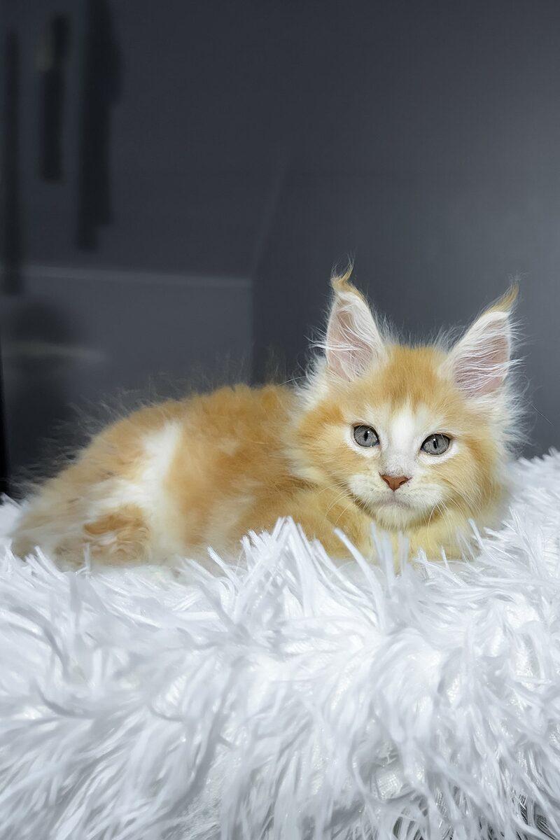Caspian the Maine Coon kitten – 15 weeks, available in the UAE