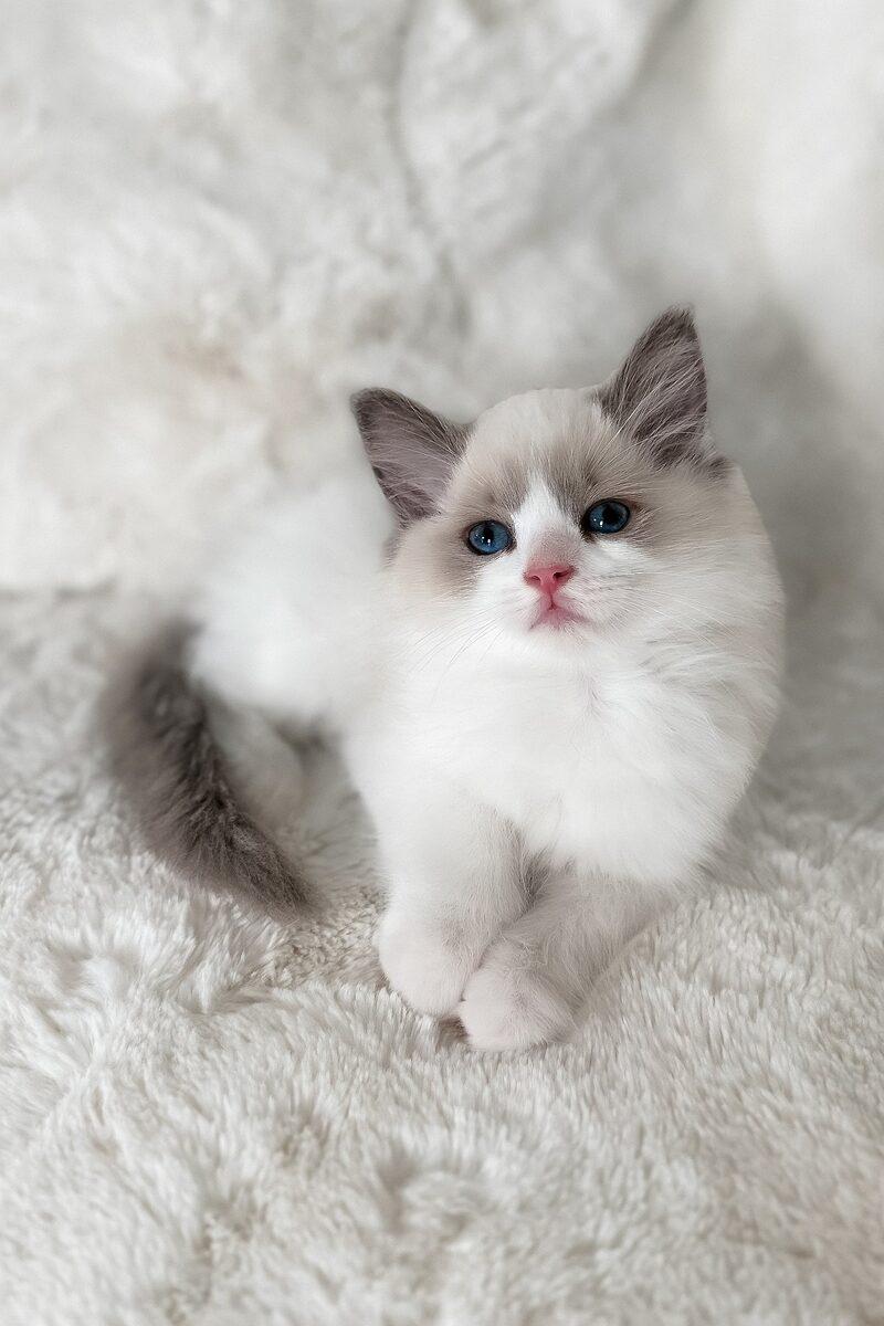 Ragdoll kitten Celeste – side view showing coat and face